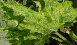 西葫蘆病毒病 西葫蘆病毒病