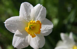 白色野麻花