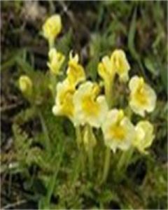 宮布馬先蒿 宮布馬先蒿