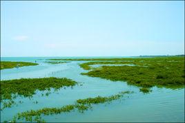 北海金海灣紅樹林