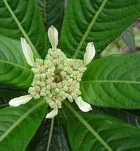 繡球茜草 繡球茜草