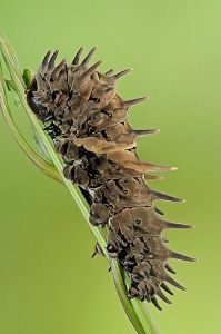 黃翼鳳蝶幼蟲
