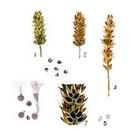 小麥網腥黑穗粉菌 小麥網腥黑穗粉菌