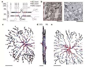 局部神經元迴路 局部神經元迴路