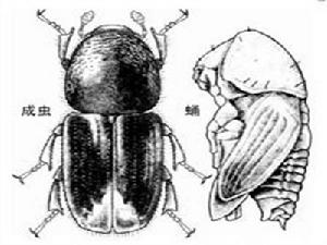 光臀八齒小蠹 光臀八齒小蠹