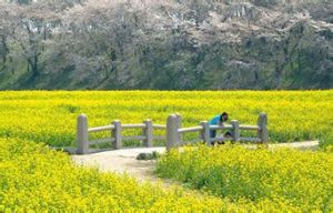 油菜花慶典 油菜花慶典