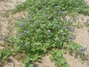 單葉蔓荊 單葉蔓荊