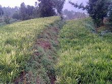 城關鎮田園風光