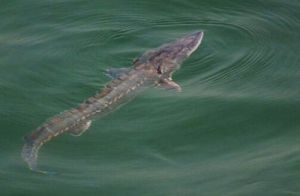 長江口中華鱘濕地自然保護區 長江口中華鱘濕地自然保護區