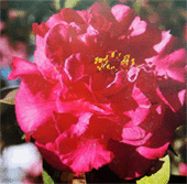 大瑪瑙[山茶屬獅子頭的芽變品種]