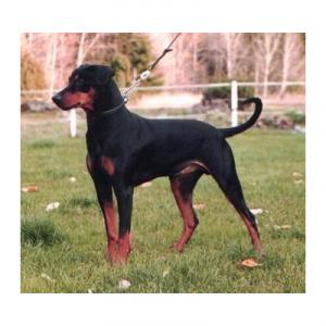 德國平斯澈犬 德國平斯澈犬