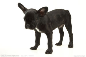 內文·斯賓塞 內文·斯賓塞