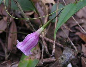 翅萼龍膽 翅萼龍膽