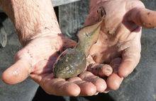 奇異多指節蟾的蝌蚪