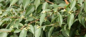 汝城毛葉茶 汝城毛葉茶