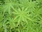 大麻科植物