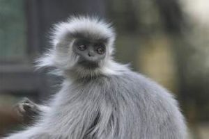 金絲猴貴州亞種 金絲猴貴州亞種