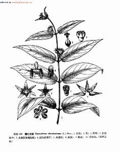 催吐白前 催吐白前