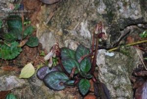 藥用唇柱苣苔 藥用唇柱苣苔