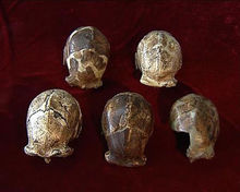 北京人頭蓋骨複製品