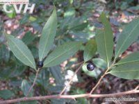 尖葉川楊桐 尖葉川楊桐