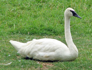 啞音天鵝 啞音天鵝