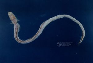 鰻形灰盲條魚 鰻形灰盲條魚