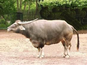 西里伯斯水牛 西里伯斯水牛