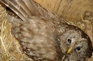 四川林鴞 四川林鴞