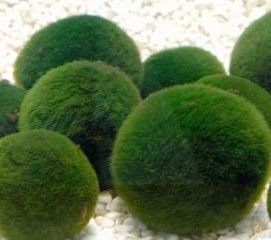寬球藻目