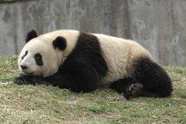 大熊貓盈盈 大熊貓盈盈