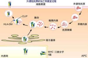 內源性抗原 內源性抗原