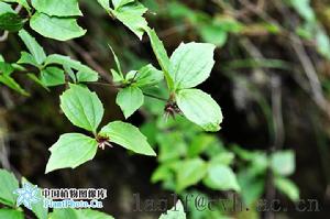 心葉帚菊 心葉帚菊