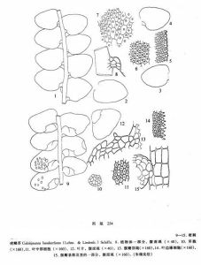 密刺疣鱗苔 密刺疣鱗苔