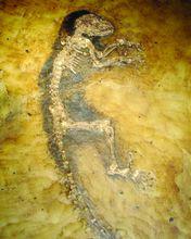 鼠兔祖先化石