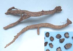 Cyathula officinalis