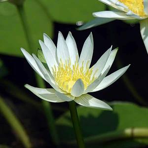 渣甸河睡蓮 渣甸河睡蓮