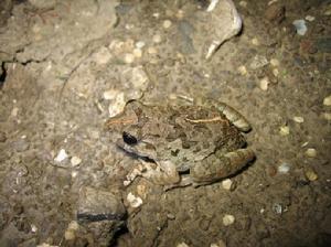 北蟾舌蛙 北蟾舌蛙