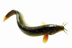 巨淀湖泥鰍 巨淀湖泥鰍