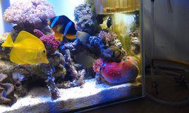 人造海水 人造海水