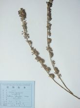 雪白醉魚草 雪白醉魚草