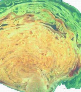 甘藍類黑斑病 甘藍類黑斑病