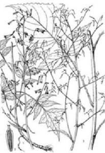 櫛齒細萵苣 櫛齒細萵苣