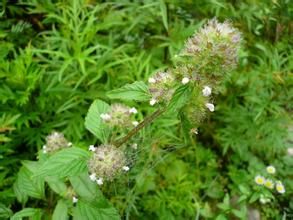 多裂腺毛蠅子草