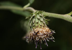 三角葉風毛菊 三角葉風毛菊