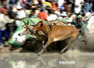 七山賽牛節 七山賽牛節