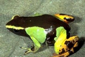 馬達加斯加彩蛙