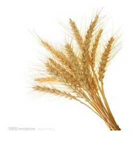 晉春16號 晉春16號