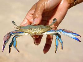 螃蟹人工放流技術 螃蟹人工放流技術