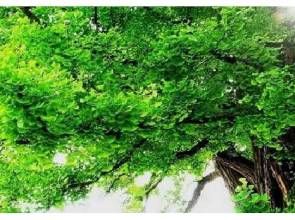 薄葉柏拉木 薄葉柏拉木